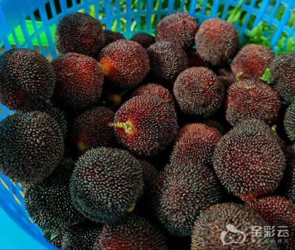 伍洲配资 一碗杨梅下肚, 全身长出“红包”! 夏日水果扎堆上市, 易过敏星人当心